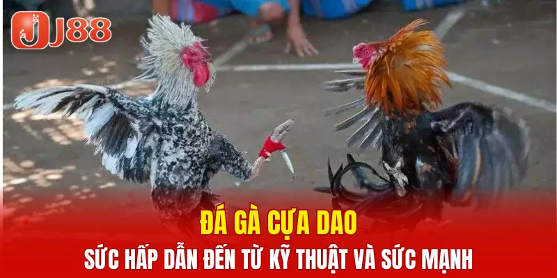 Đá Gà Cựa Dao JJ88 – Những Trận Chiến Gay Cấn Khó Quên 3 Đá Gà Cựa Dao