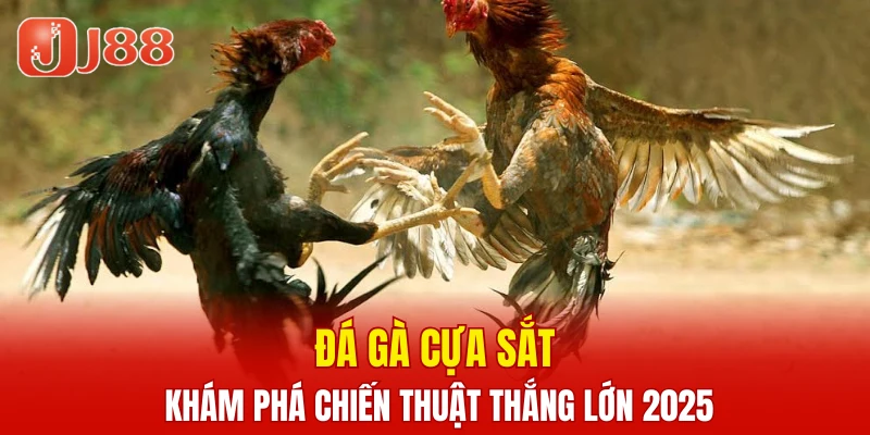 Đá Gà Cựa Sắt – Khám Phá Chiến Thuật Thắng Lớn 2025 2 Đá Gà Cựa Sắt