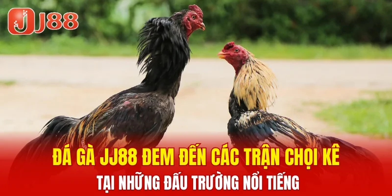 Đá Gà JJ88 4 Đá gà JJ88 đem đến các trận chọi kê tại những đấu trường nổi tiếng