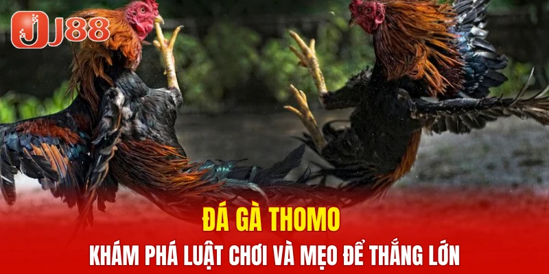 Đá Gà Thomo – Khám Phá Luật Chơi Và Mẹo Để Thắng Lớn 1 Đá Gà Thomo