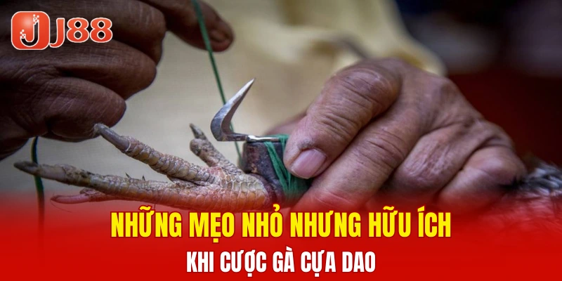 Xổ Số Nhanh Keno - Cập Nhật Thông Tin Cược Chi Tiết 7 Những mẹo nhỏ nhưng hữu ích khi cược gà cựa dao
