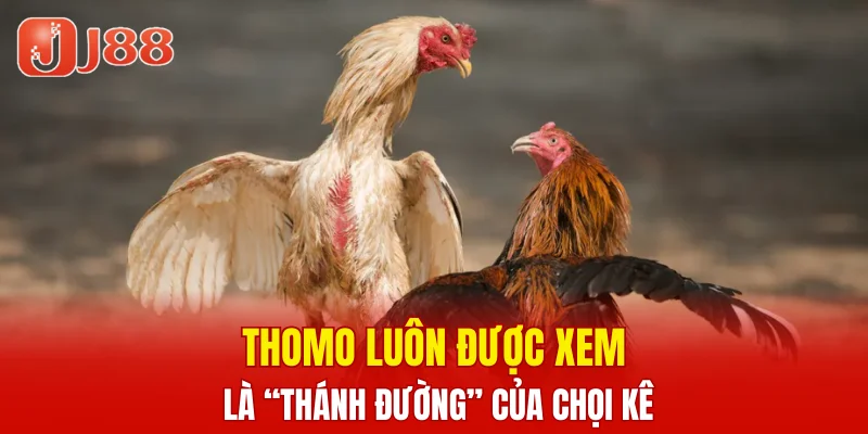 Đá Gà JJ88 6 Thomo luôn được xem là “thánh đường” của chọi kê