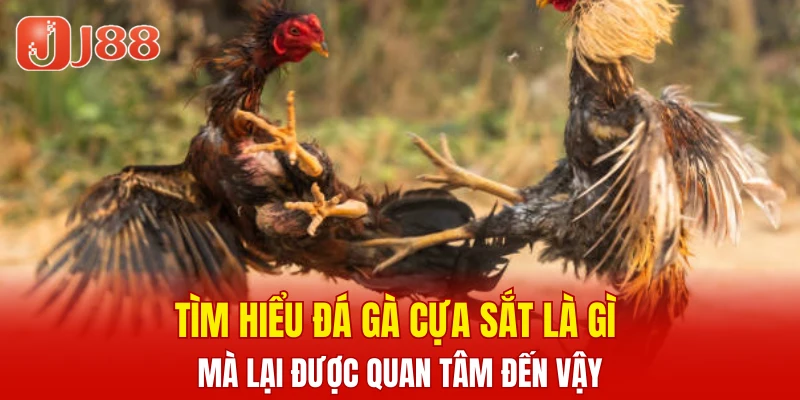 Tìm hiểu đá gà cựa sắt là gì mà lại được quan tâm đến vậy