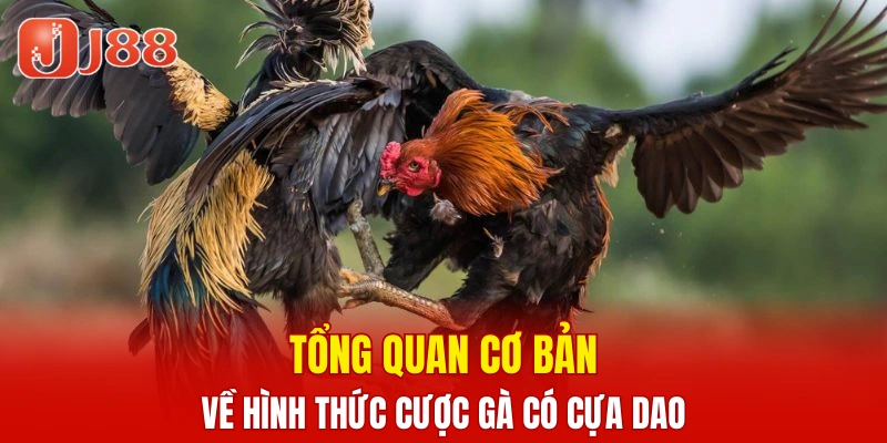 Xổ Số Nhanh Keno - Cập Nhật Thông Tin Cược Chi Tiết 5 Tổng quan cơ bản về hình thức cược gà có cựa dao