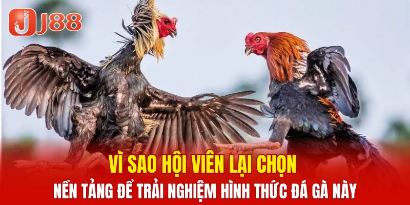 Vì sao hội viên lại chọn nền tảng để trải nghiệm hình thức đá gà này